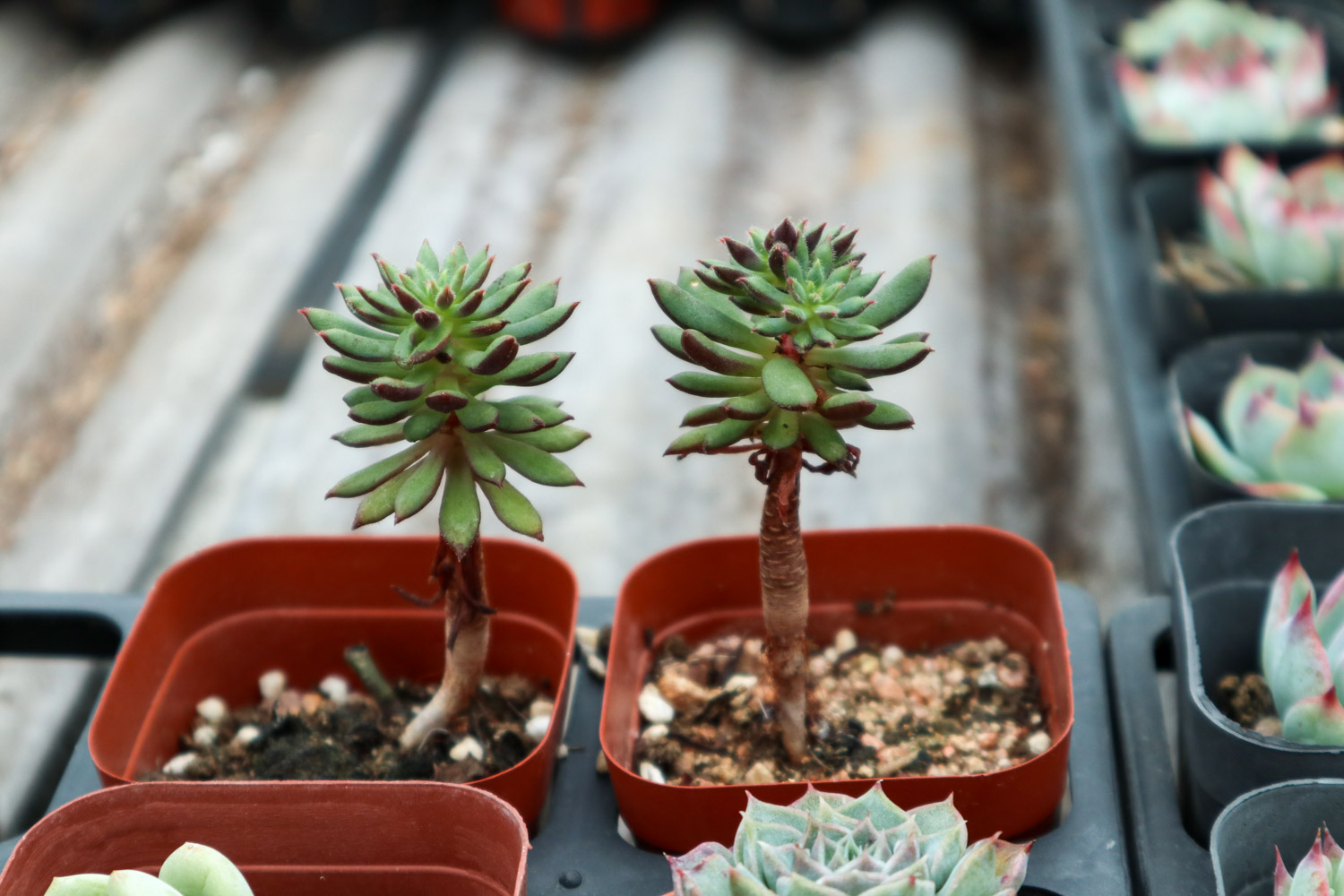 如何制作多肉盆景