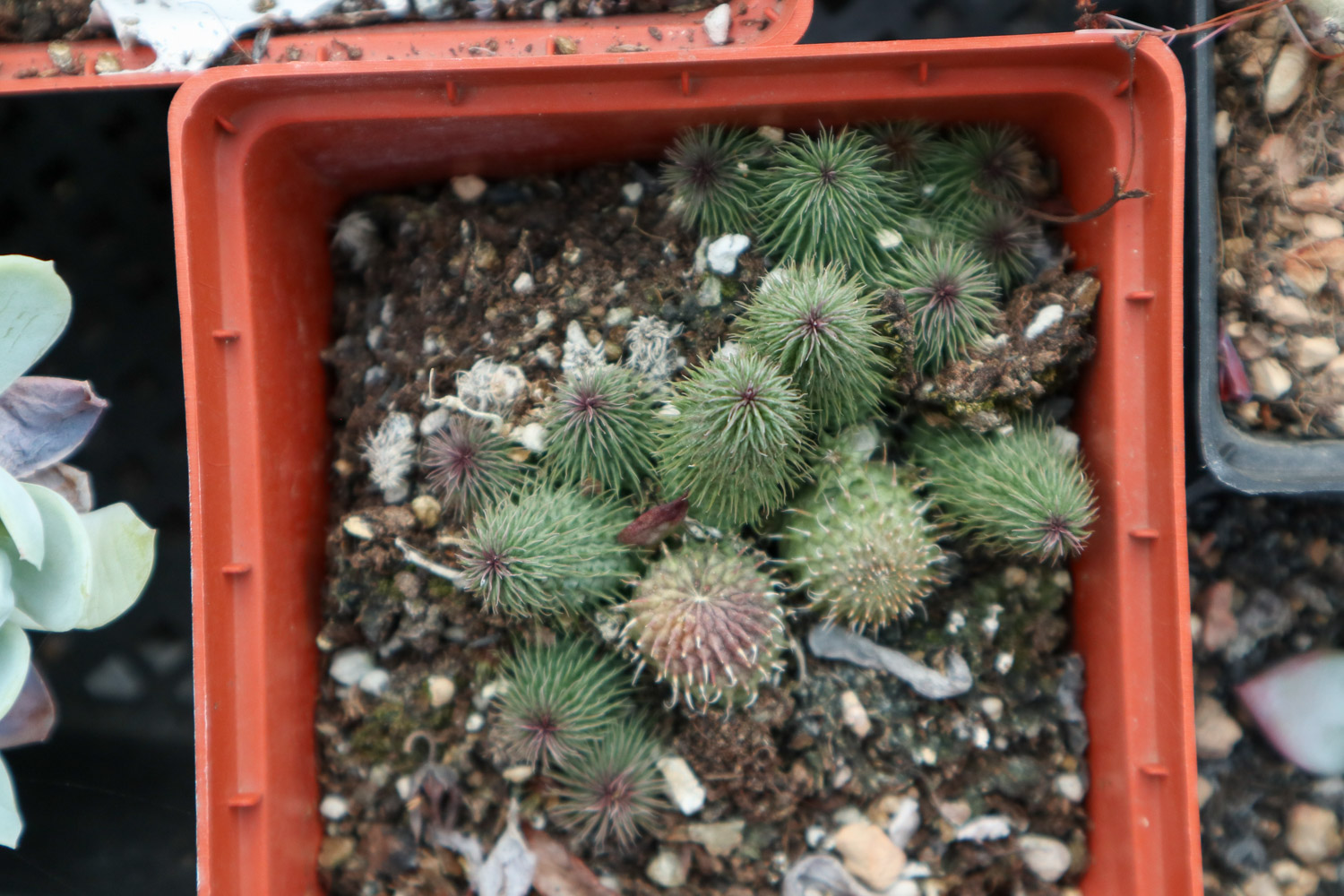 如何制作多肉盆景