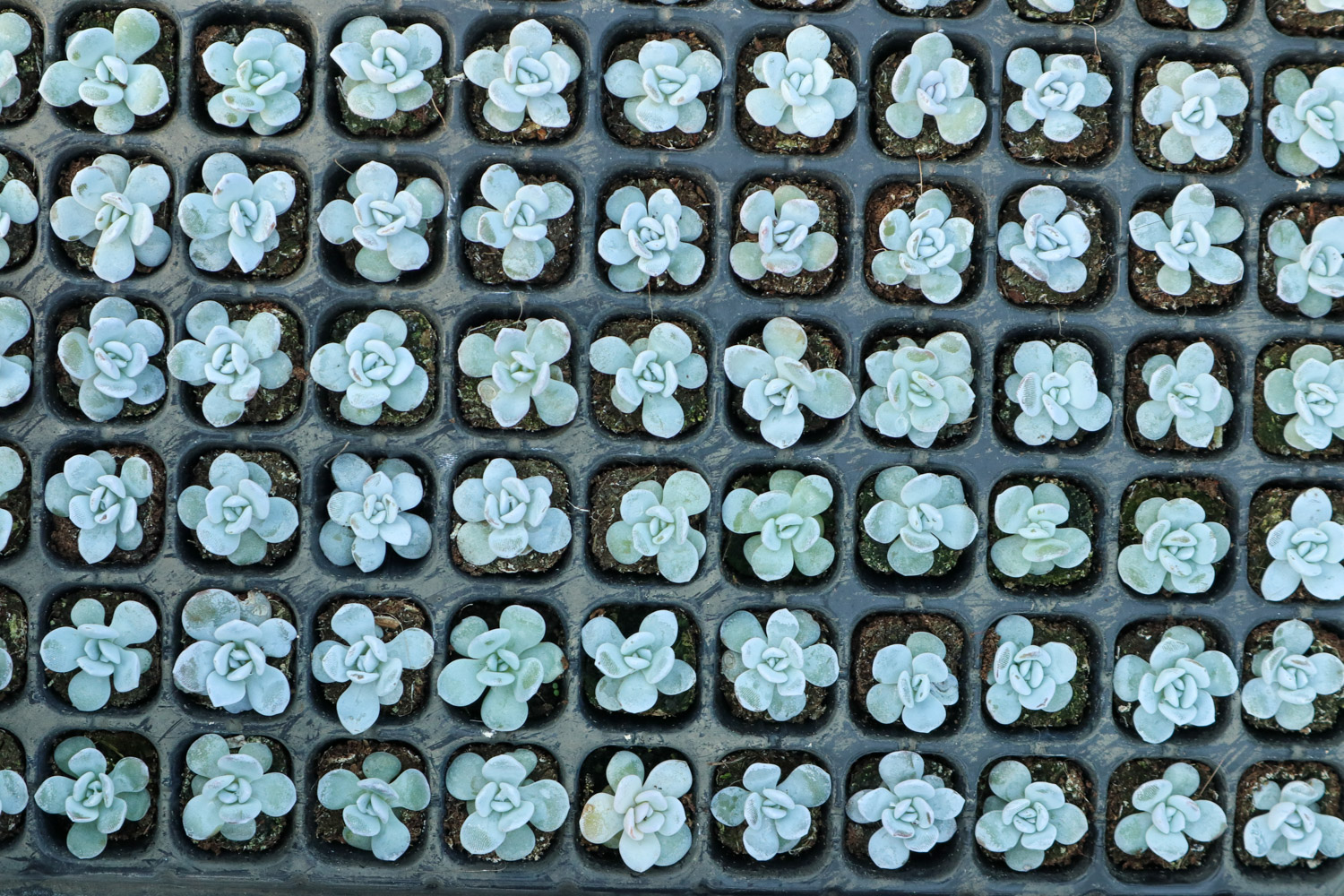 如何制作多肉盆景