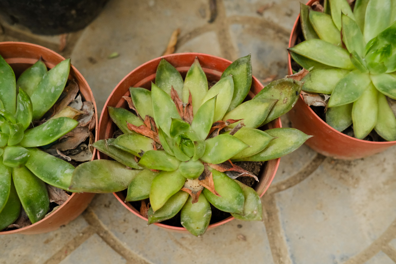 如何制作多肉盆景
