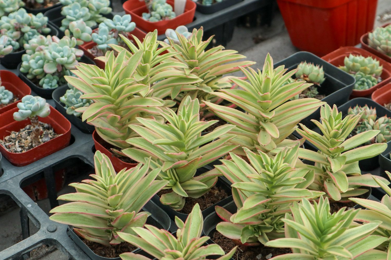 如何制作多肉盆景