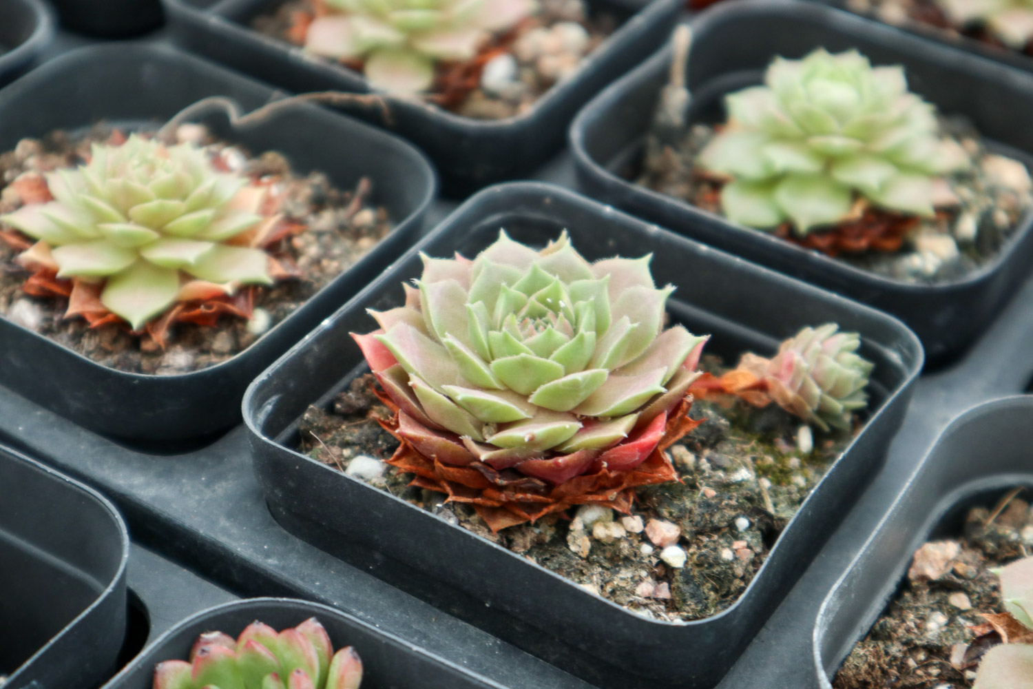 如何制作多肉盆景