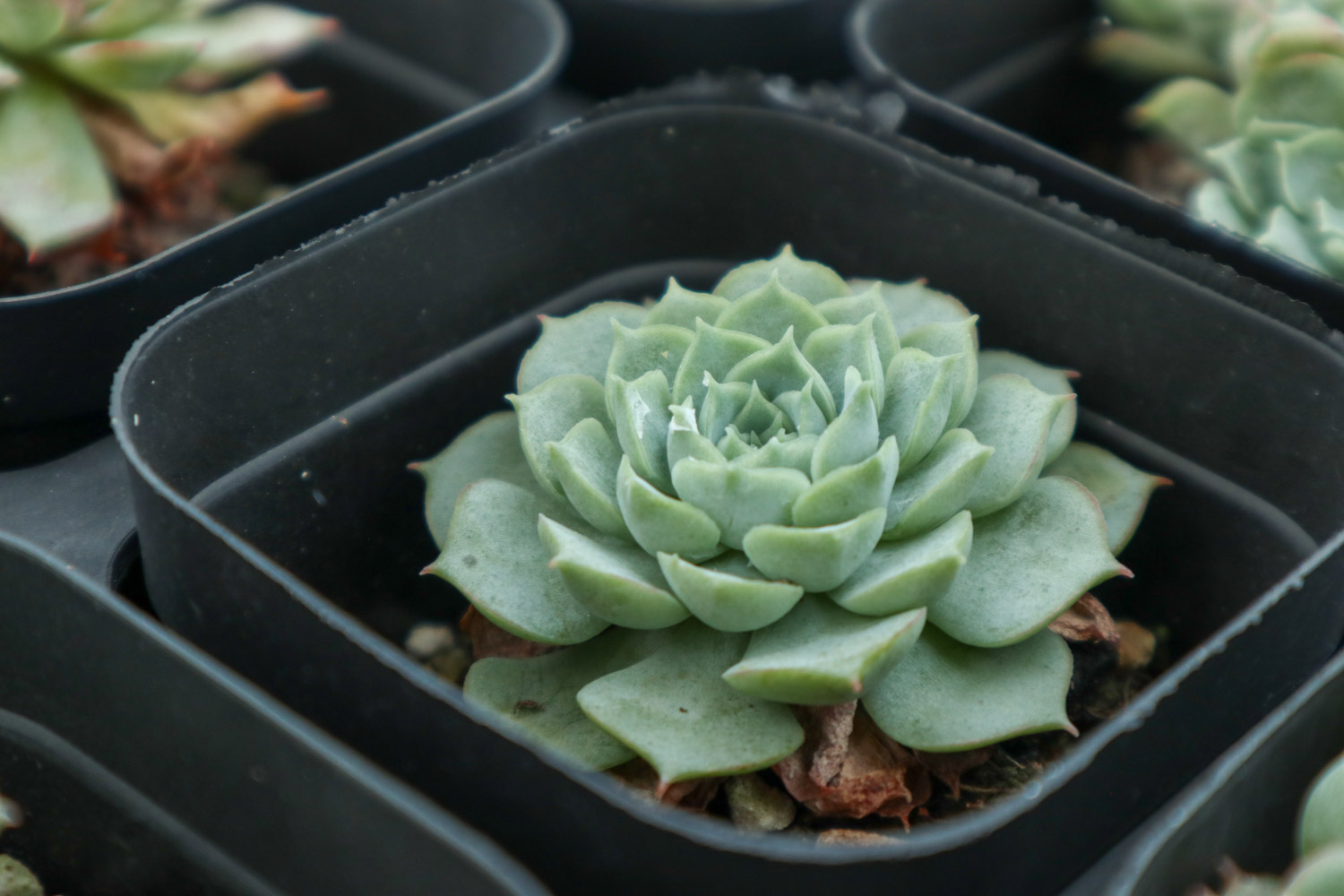 如何制作多肉盆景