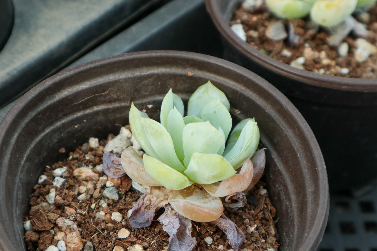 如何制作多肉盆景