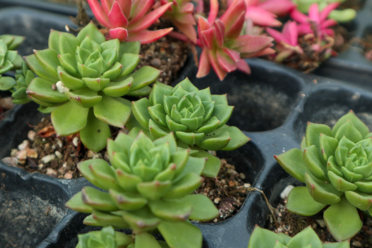 如何制作多肉盆景