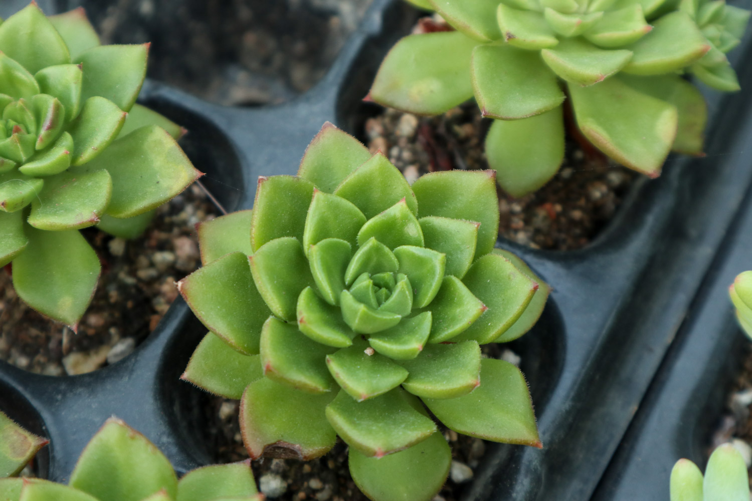 如何制作多肉盆景