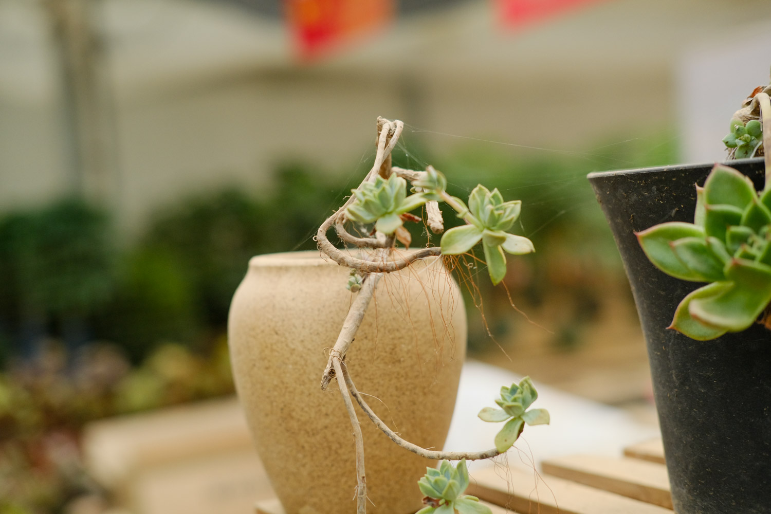 如何制作多肉盆景