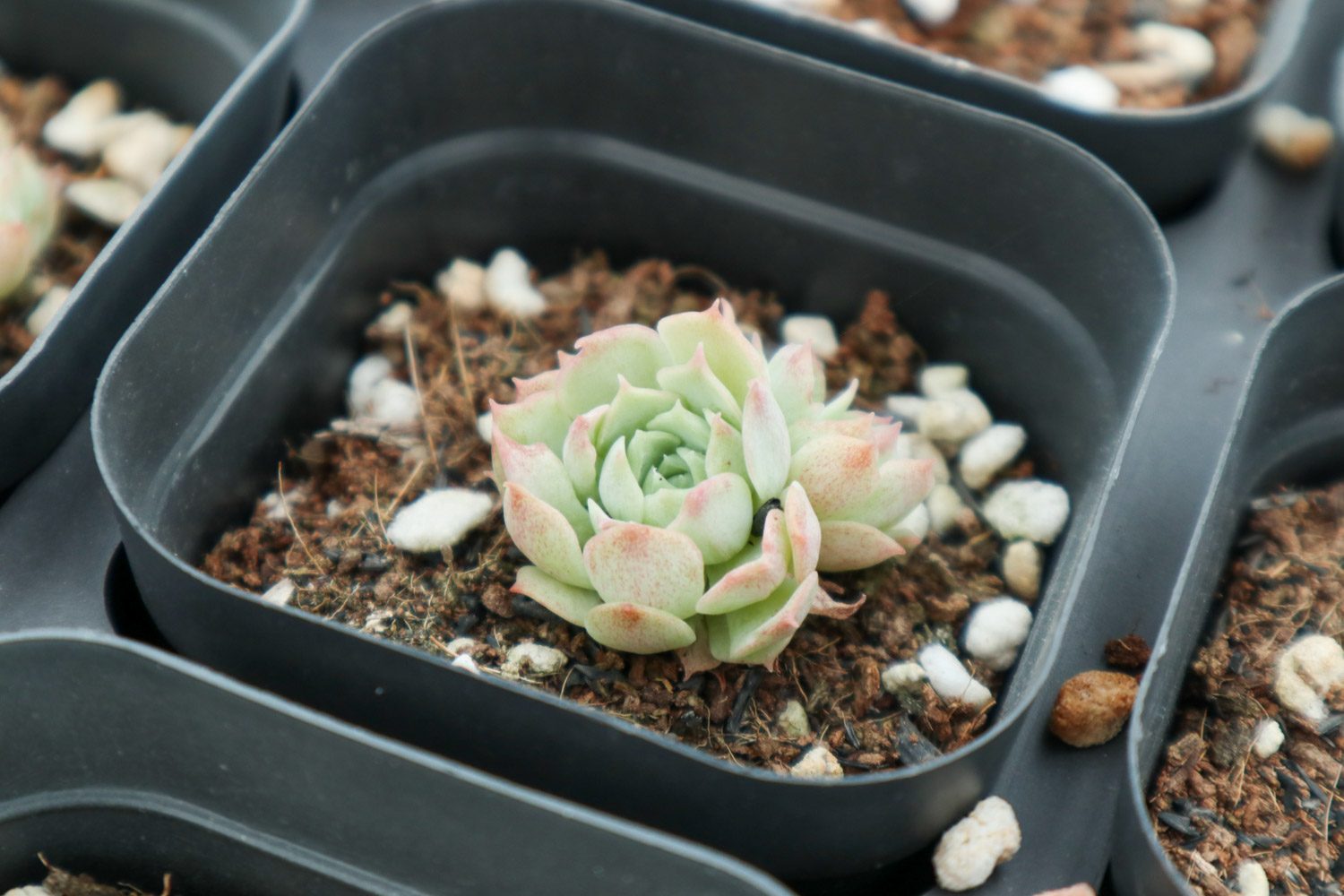 如何制作多肉盆景