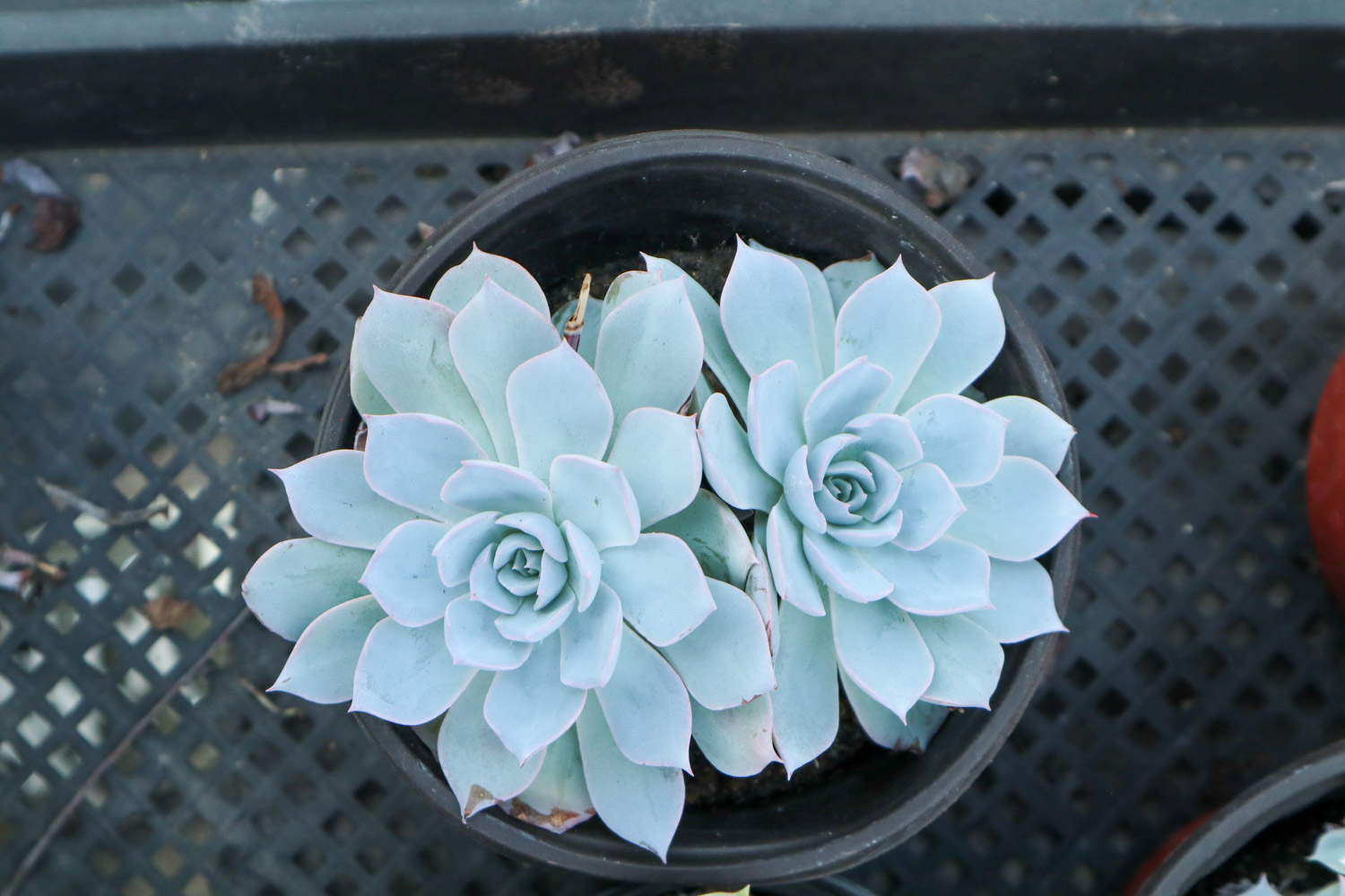 如何制作多肉盆景