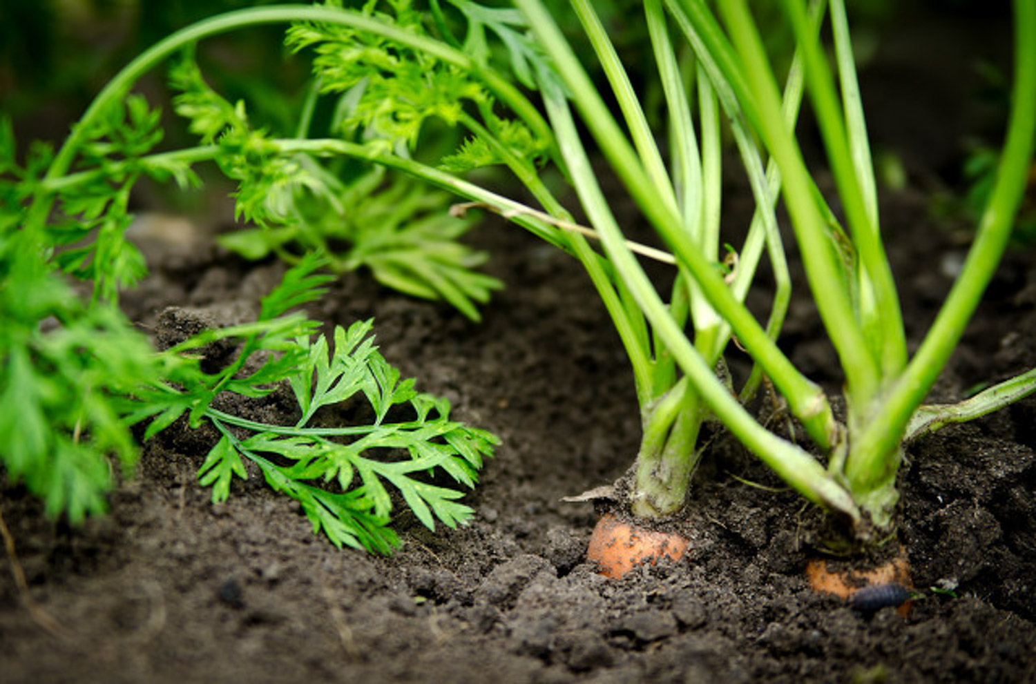 如何DIY胡萝卜盆栽