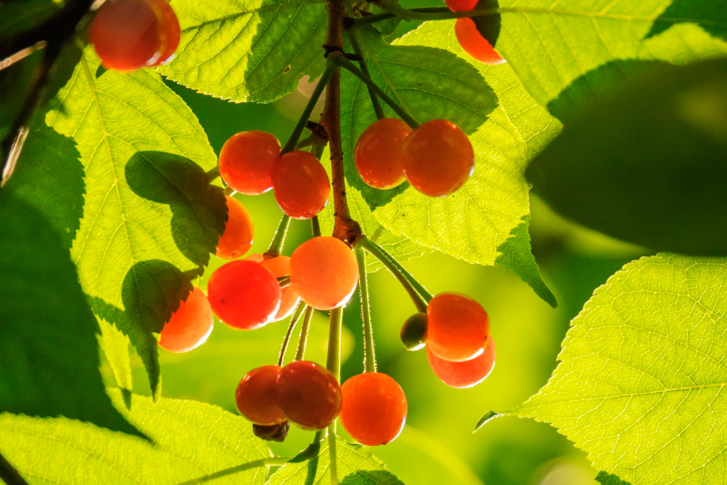 樱桃盆栽种植办法
