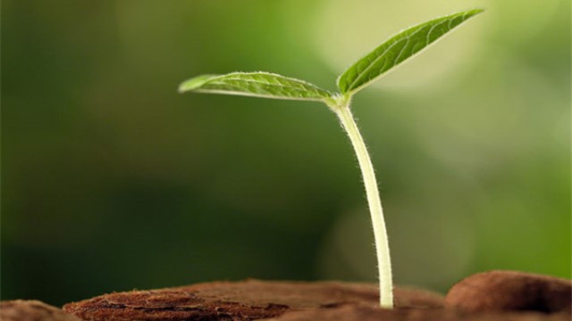 水果种子如何做盆栽