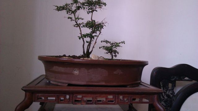 虎刺盆景的制作办法