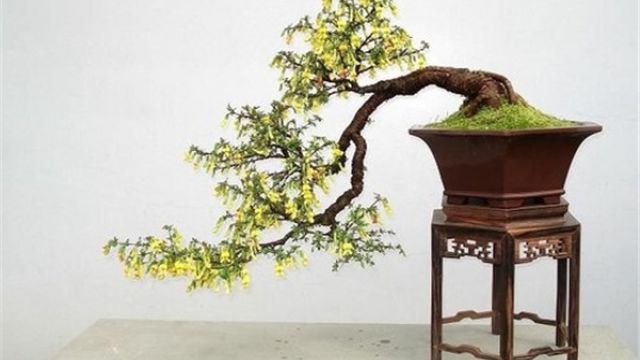 金雀花盆景的制作办法