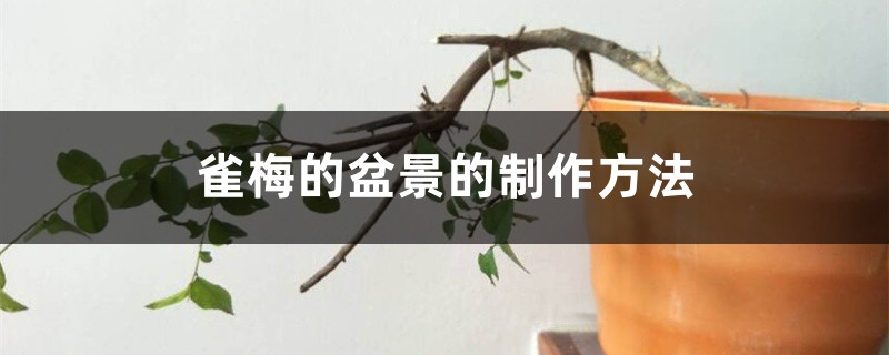 雀梅的盆景的制作办法