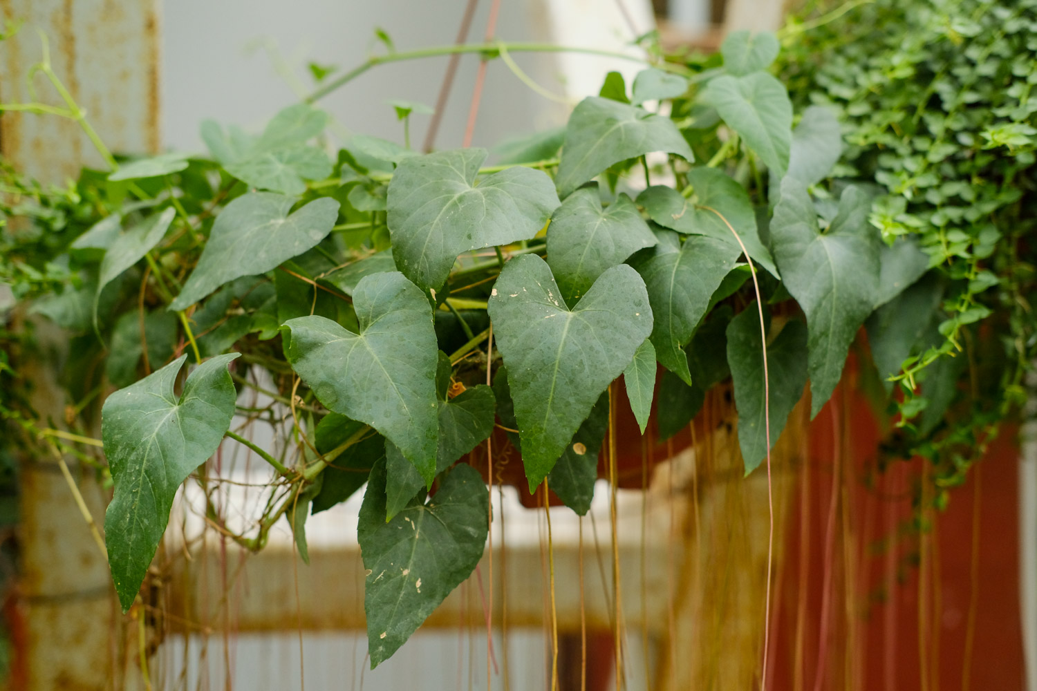 锦屏藤如何塑性造景