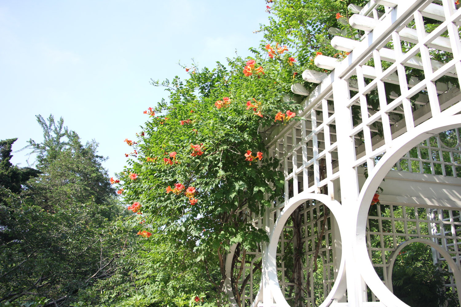 凌霄花盆景制作和养护