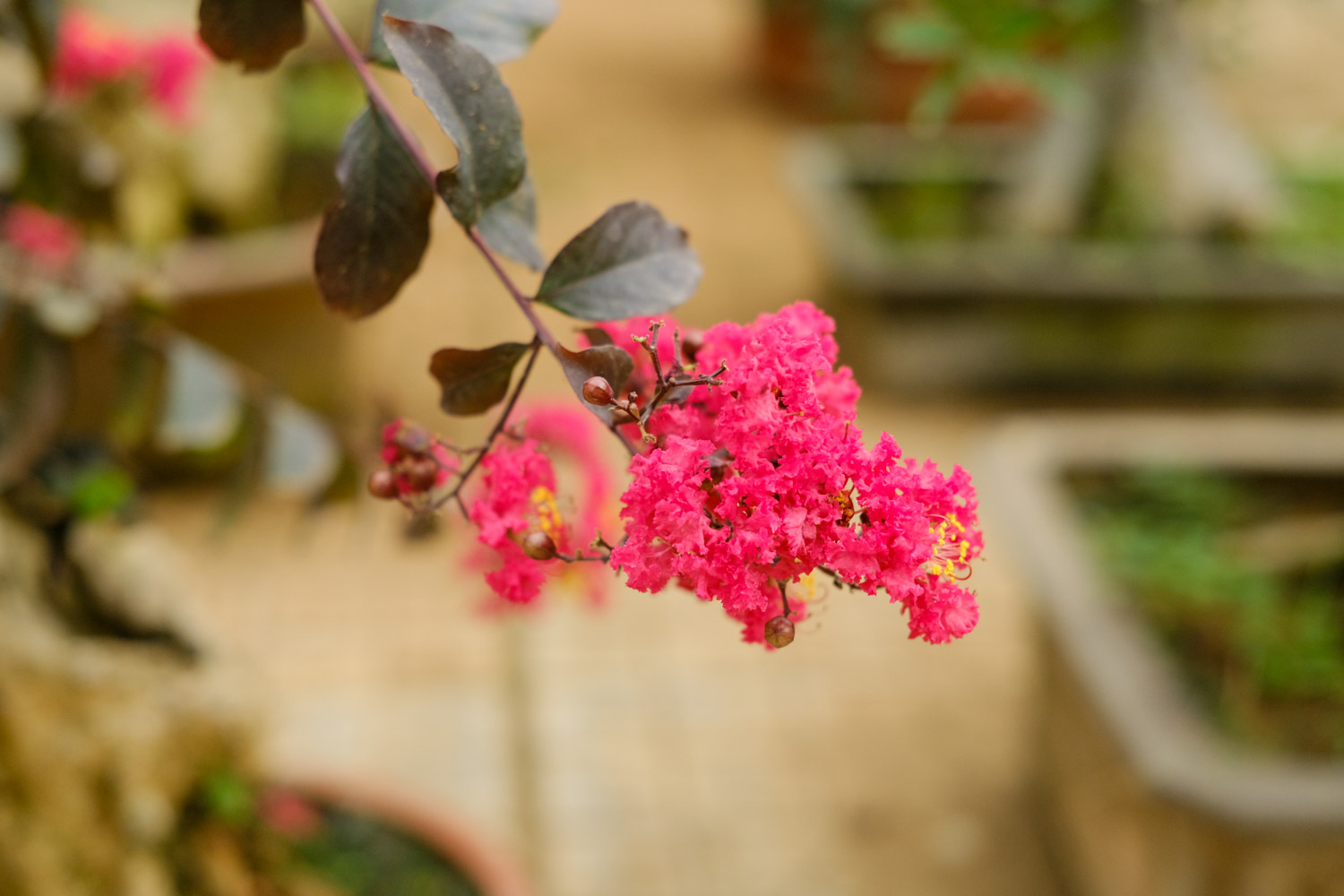 紫薇花盆景如何造型