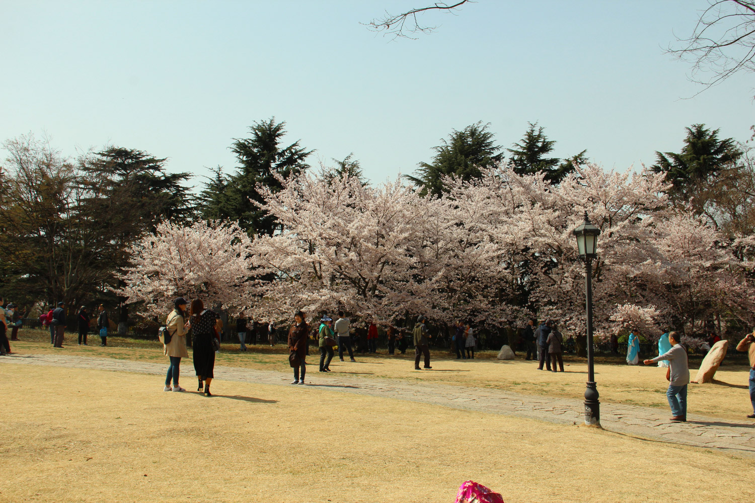 樱花如何制作盆景