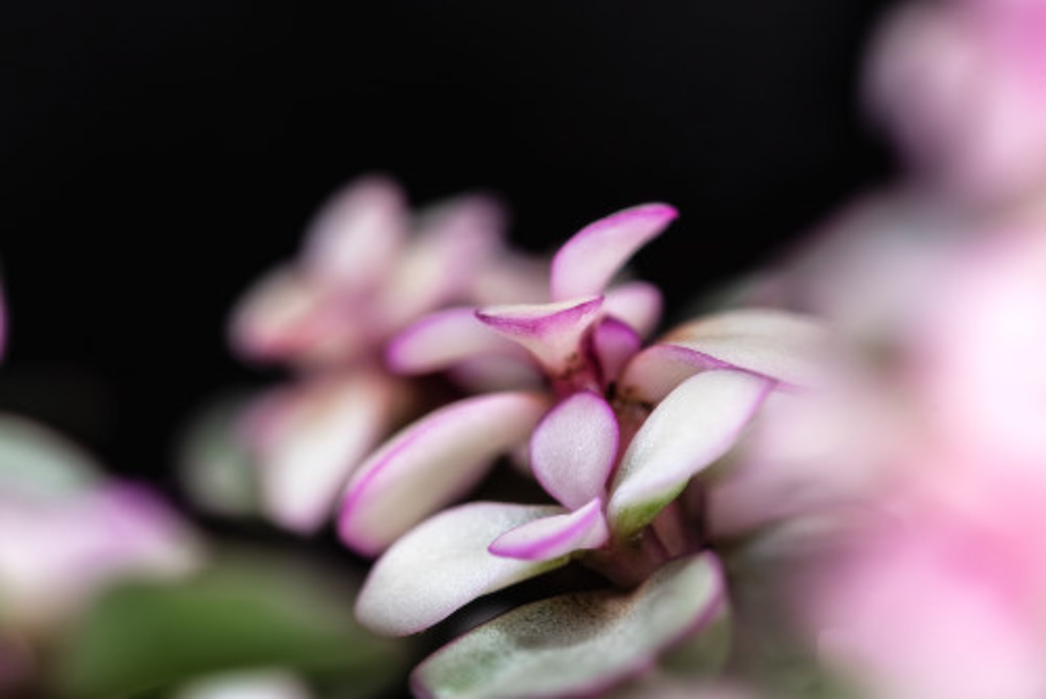 金枝玉叶花的盆景造型和养护