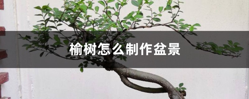 榆树如何制作盆景