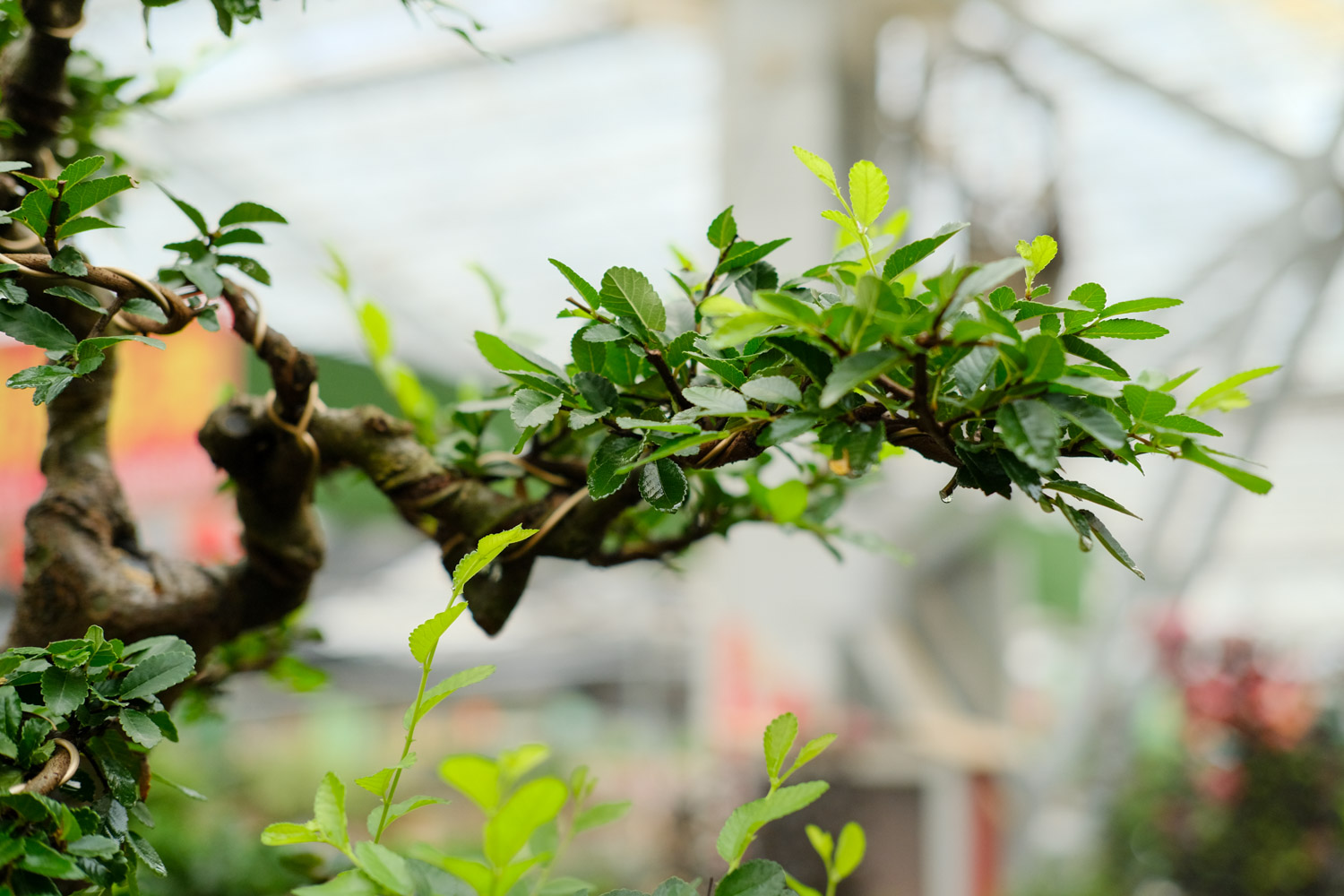 榆树如何制作盆景
