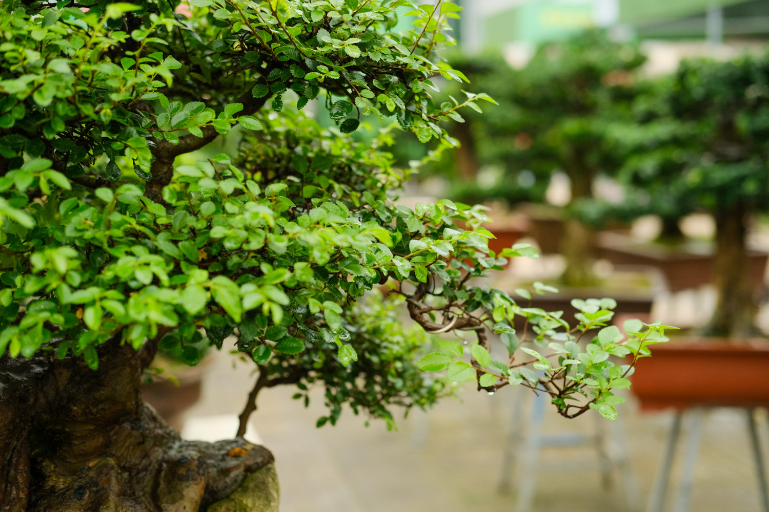 榆树如何制作盆景