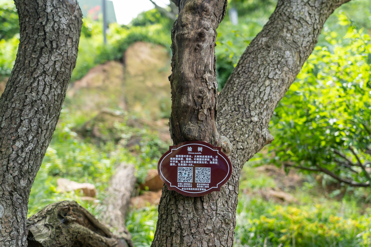 榆树如何制作盆景