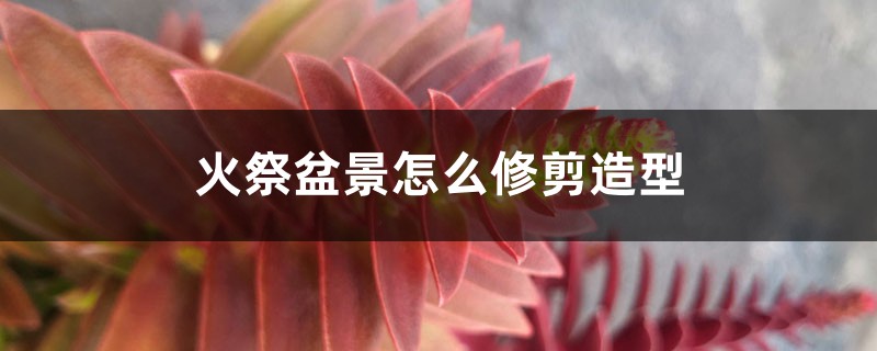 火祭盆景如何修剪造型