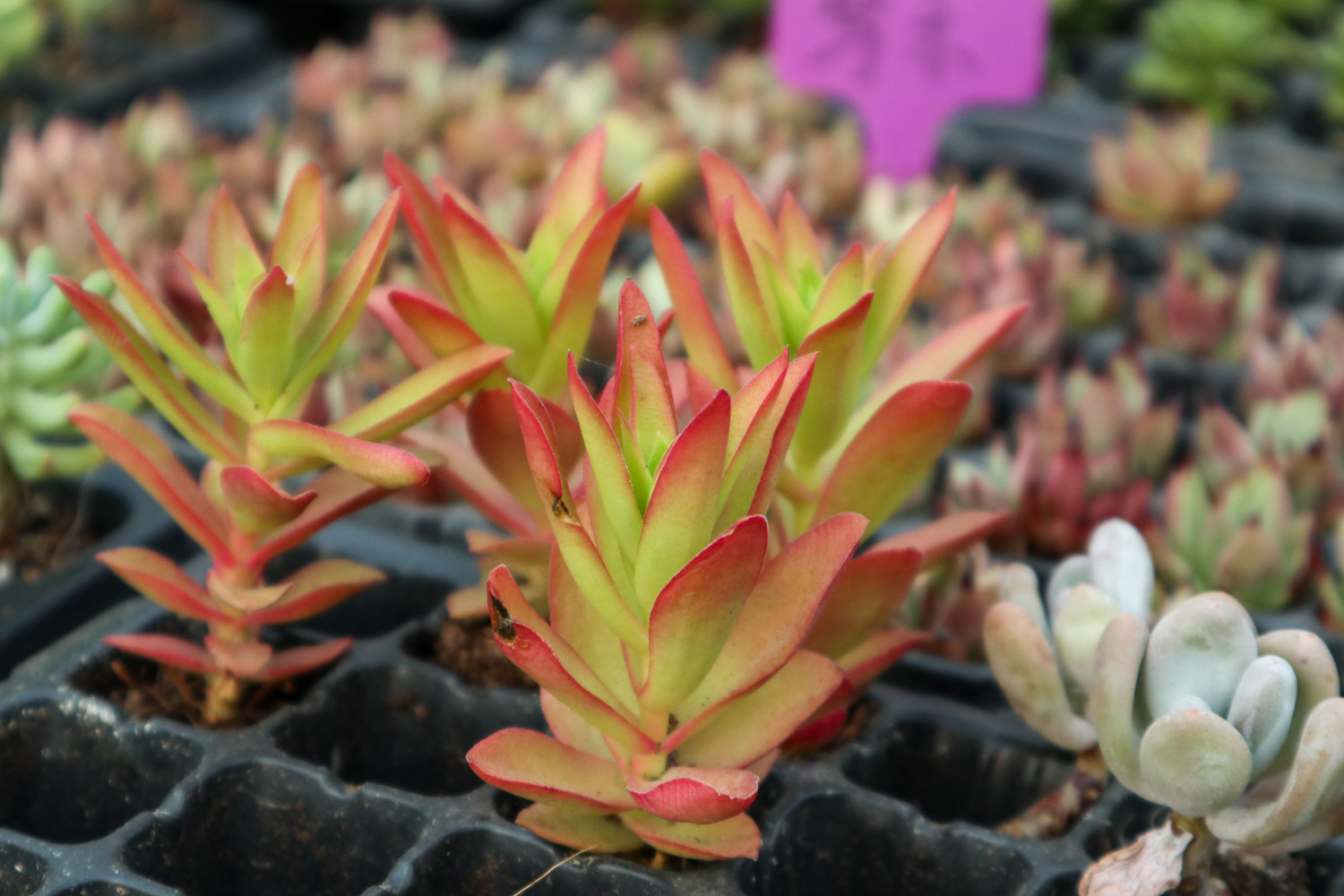 火祭盆景如何修剪造型