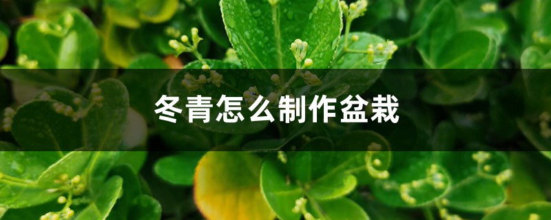 冬青如何制作盆栽