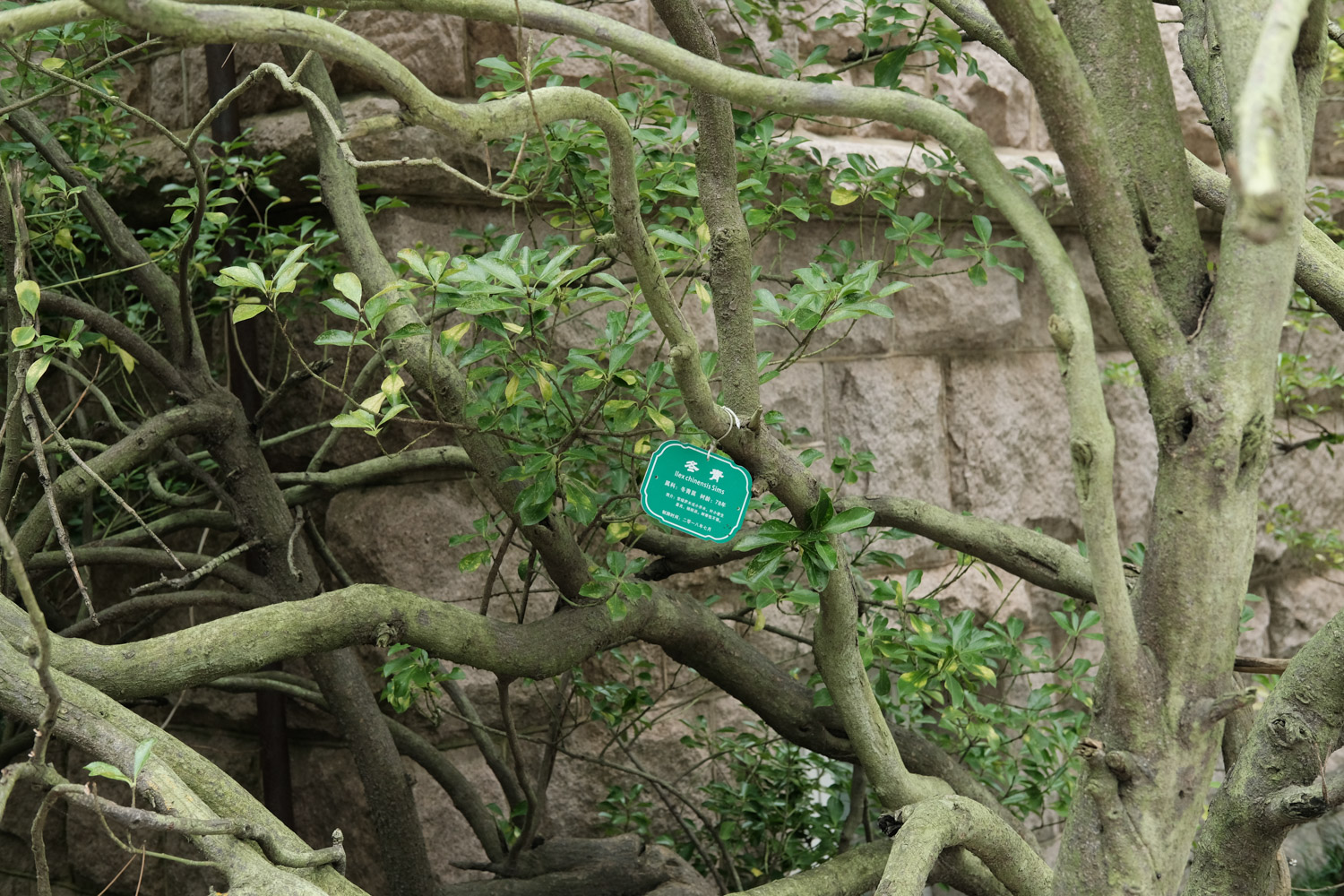 冬青 冬青如何制作盆栽