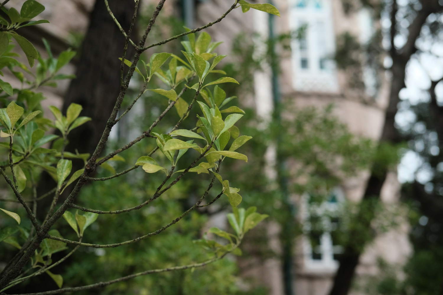 冬青 冬青如何制作盆栽