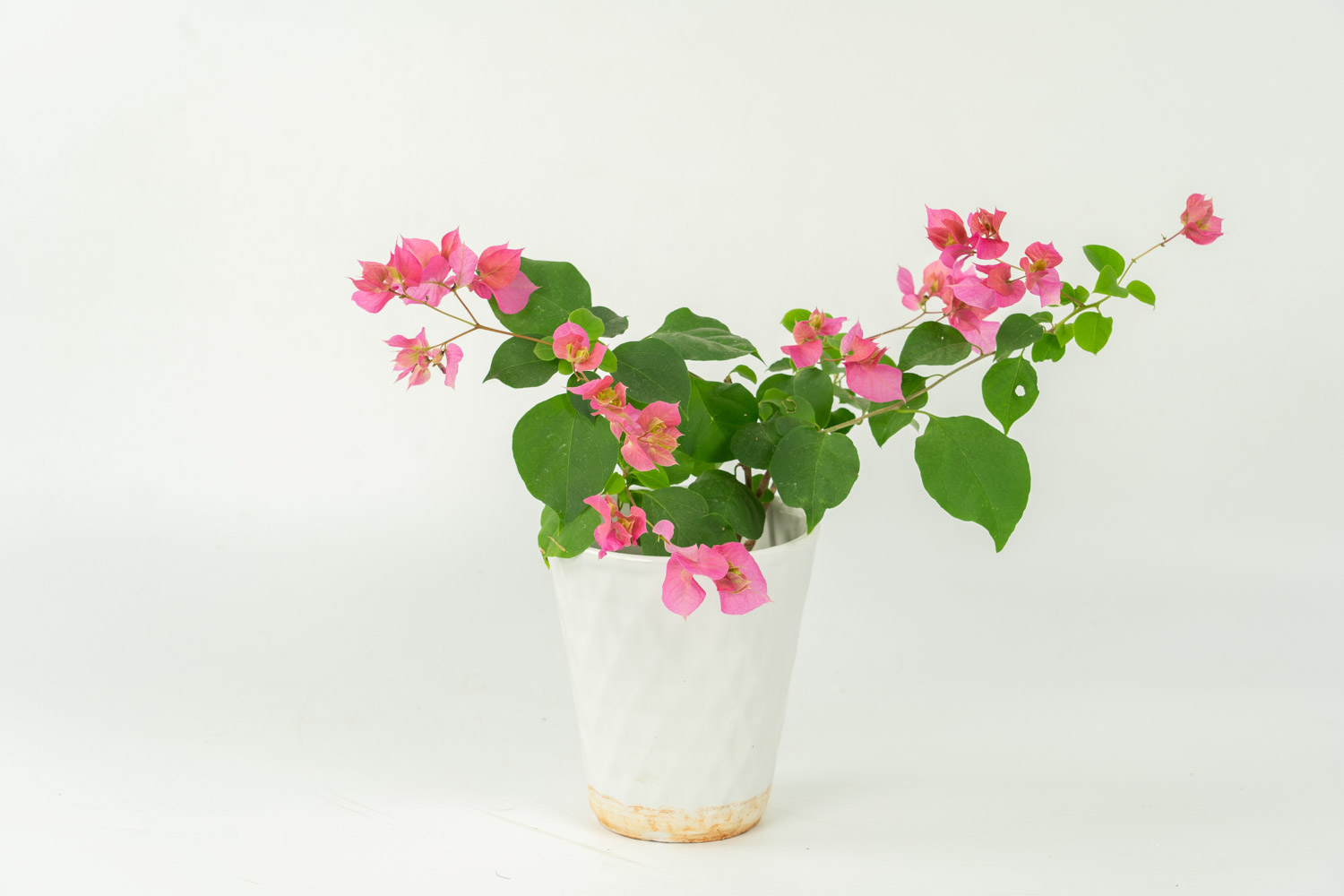 三角梅的盆景造型方式