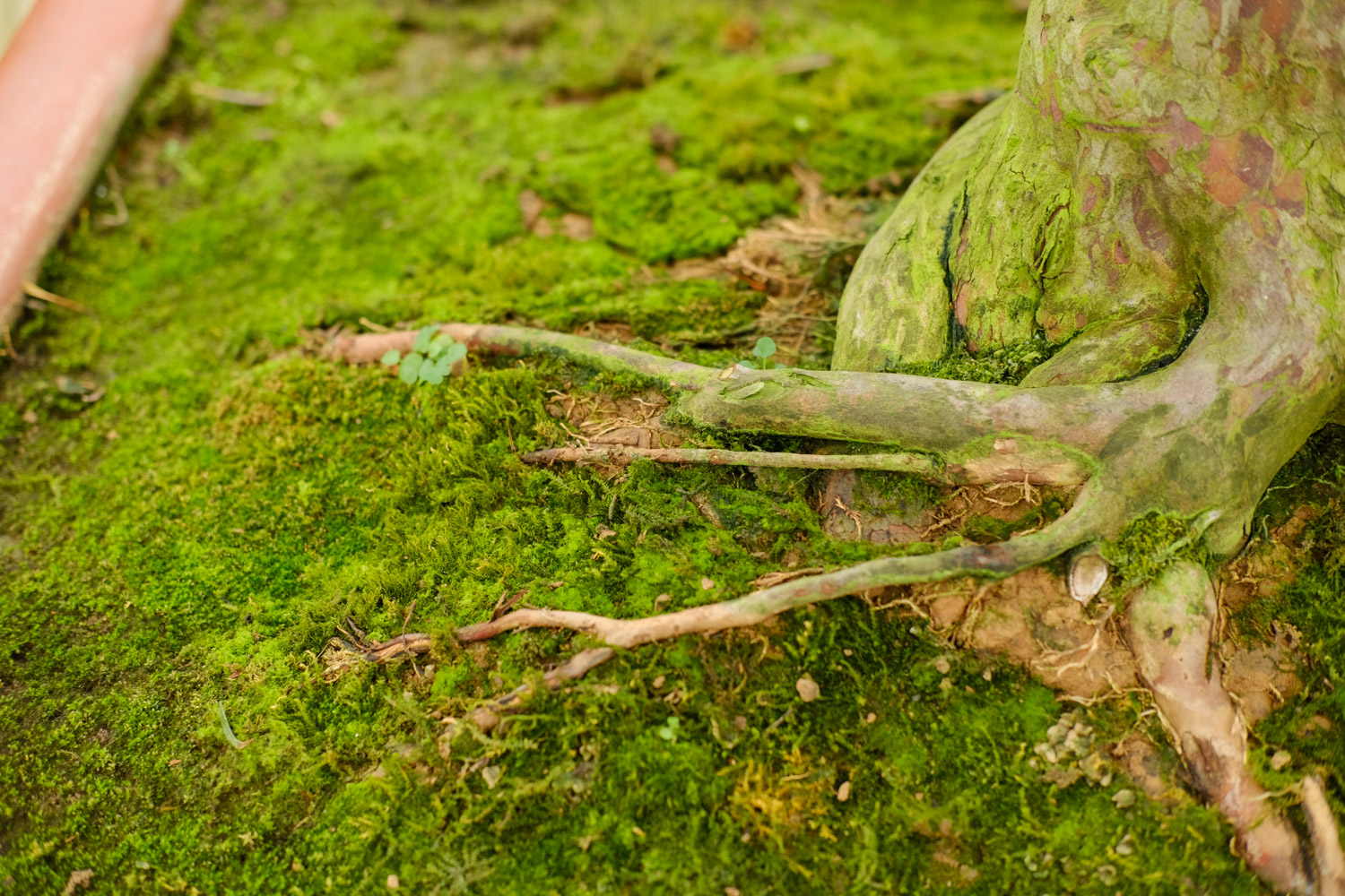 罗汉松 罗汉松盆景制作和造型