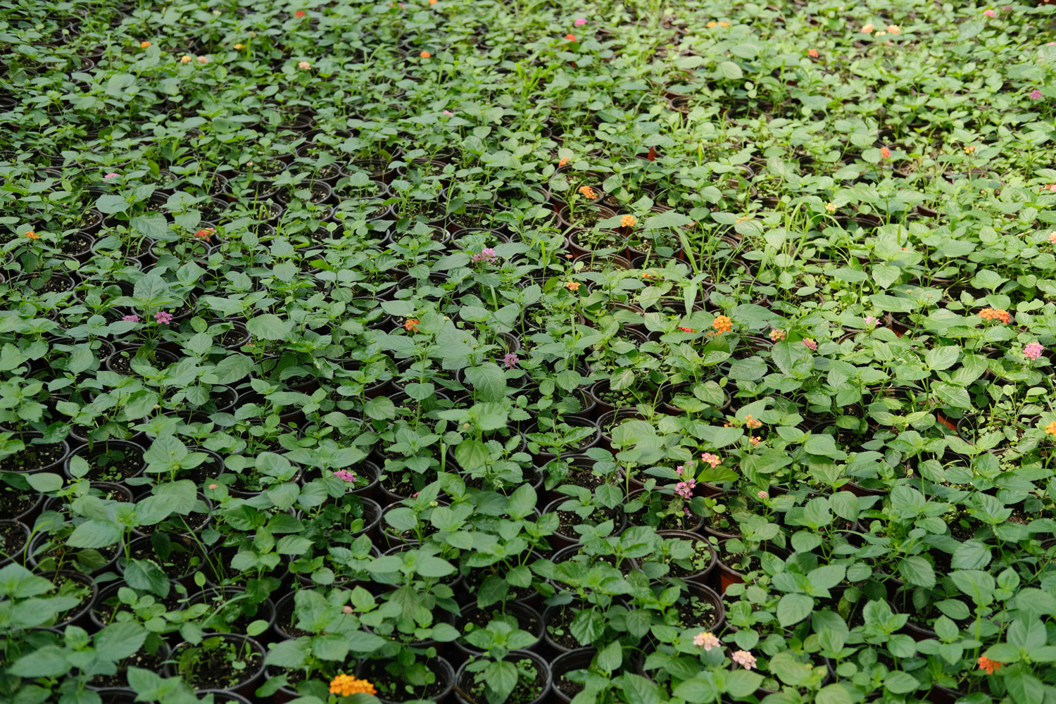 五色梅盆景如何造型