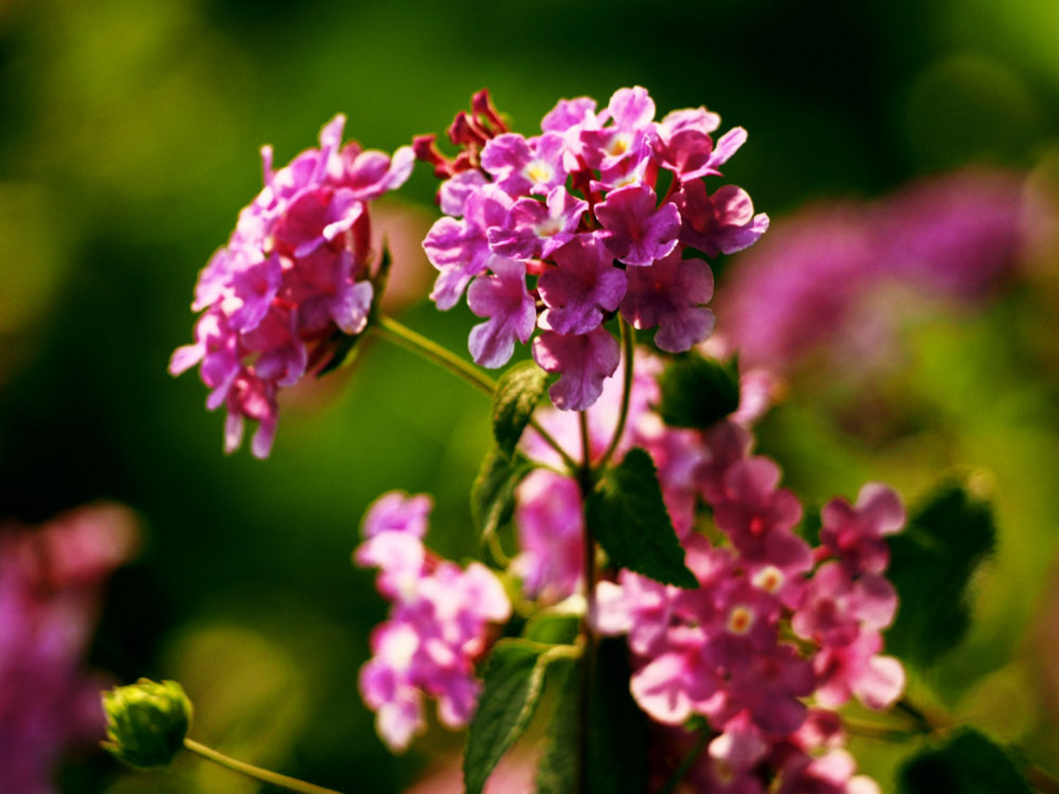 五色梅盆景如何造型