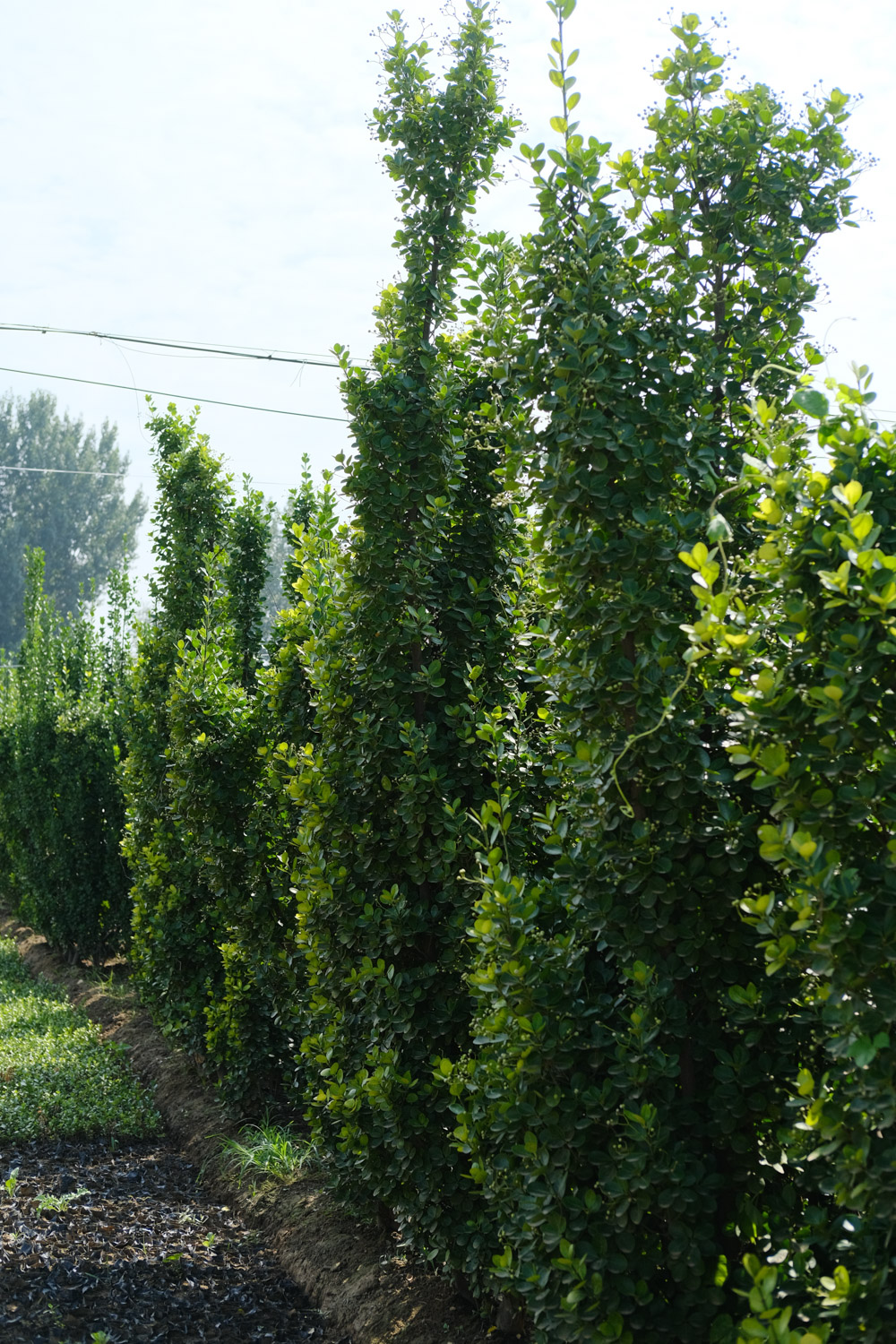 黄杨 黄杨盆景制作与养护