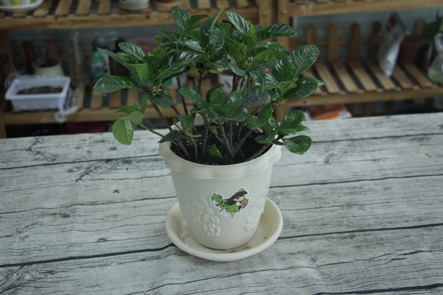 小叶栀子盆景制作与养护