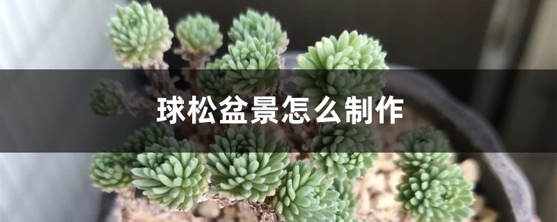 球松盆景如何制作