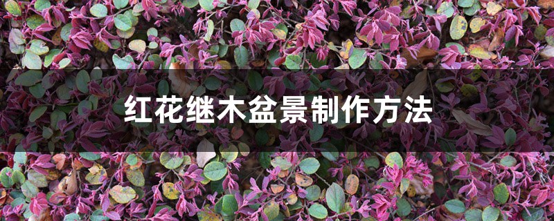 红花继木盆景制作办法