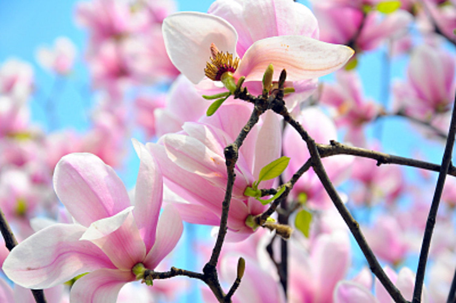 广玉兰盆景制作办法