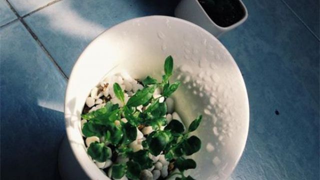 石榴籽如何制作小盆景