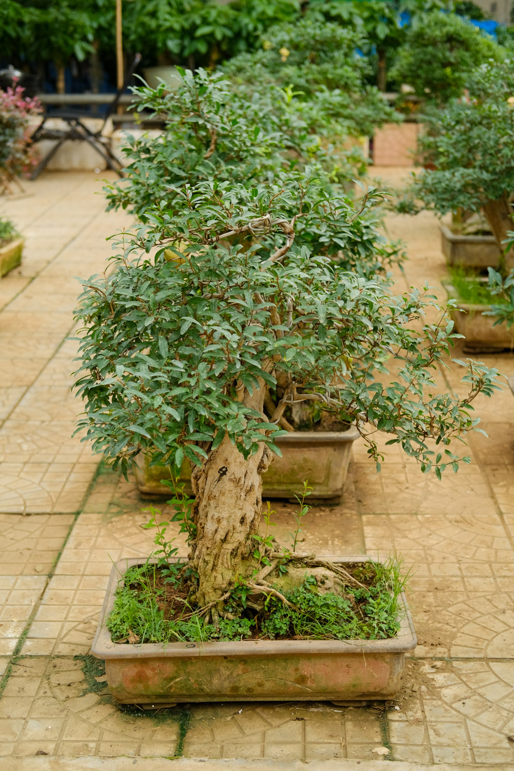 石榴籽如何制作小盆景