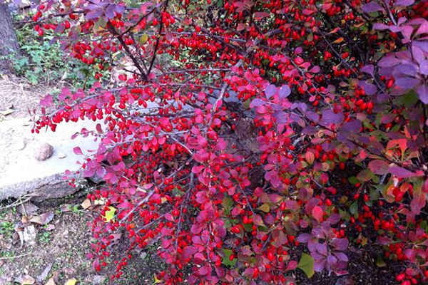 如何制作紫叶小檗盆景