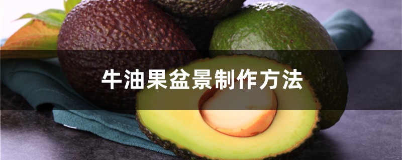 牛油果盆景制作办法