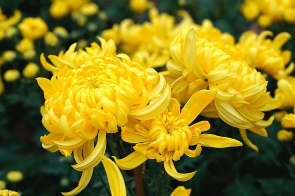 独本菊盆景制作办法