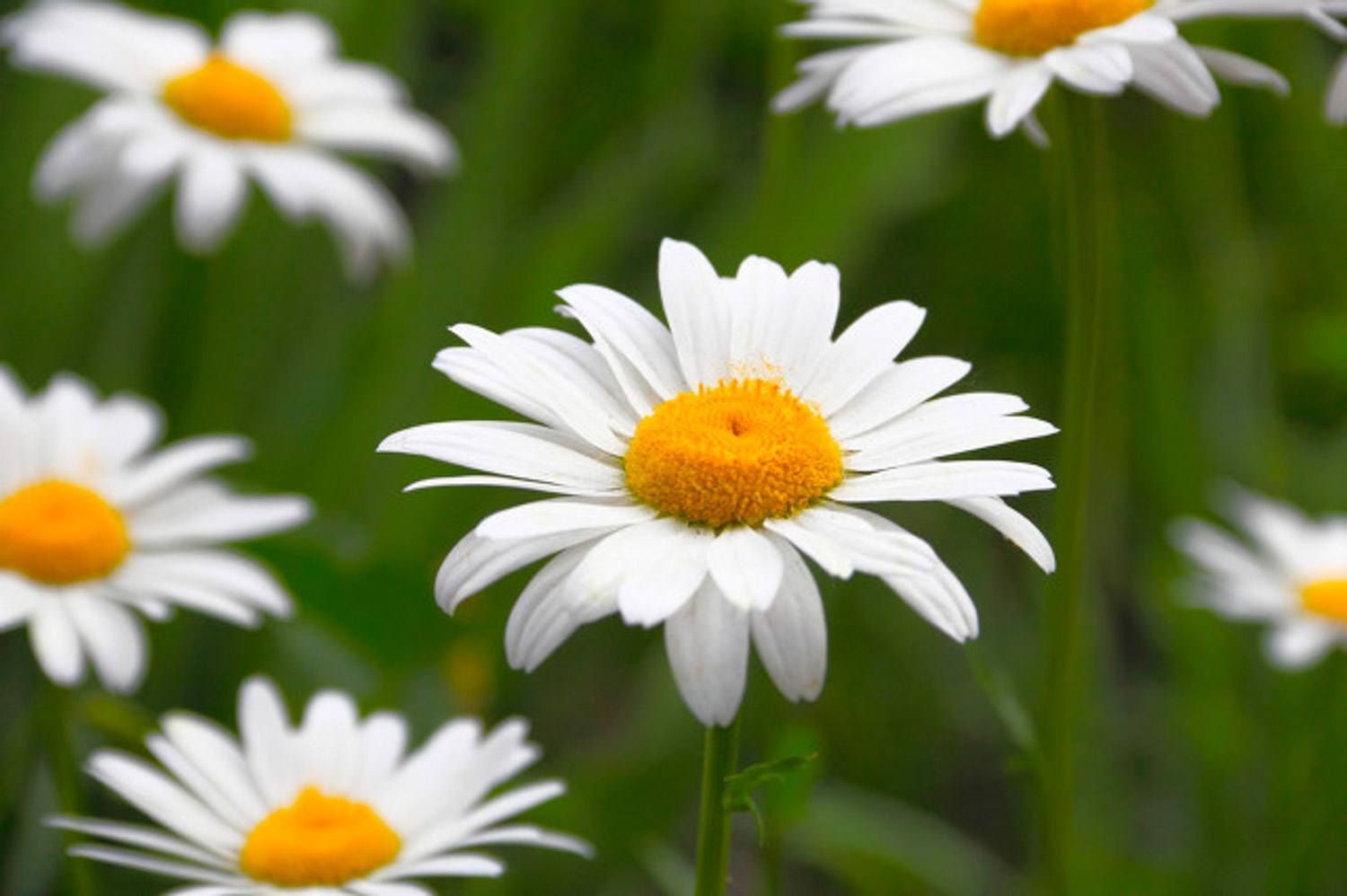 独本菊盆景制作办法