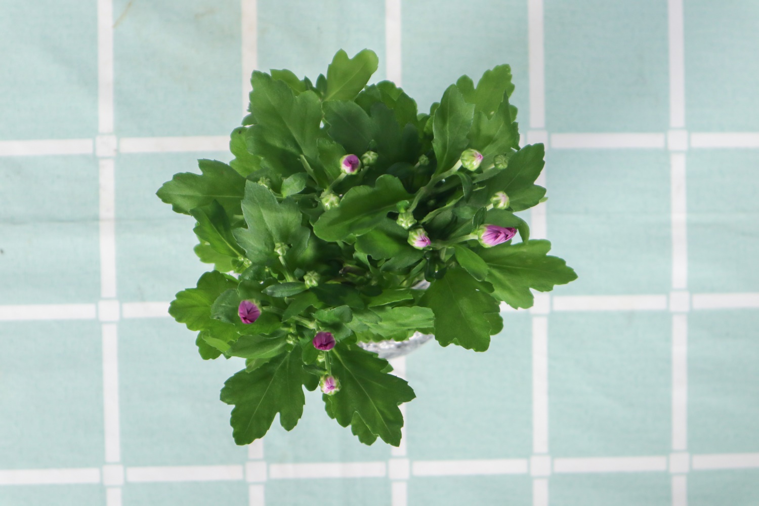 独本菊盆景制作办法