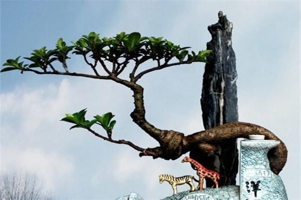 酒瓶制作盆景的办法